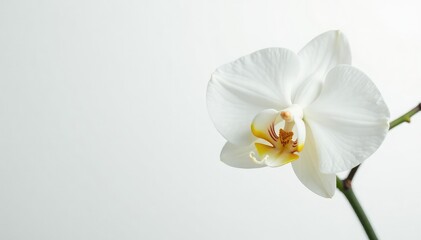 Wall Mural - Delicate white orchid blossom on pure white backdrop, botanical, wildlife