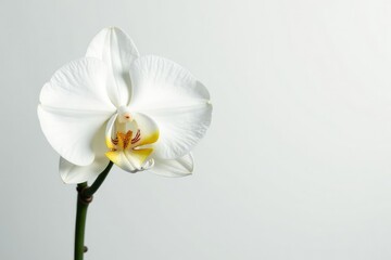 Wall Mural - Delicate white orchid blossom on pure white backdrop, fresh, isolated, botanical