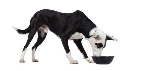 Poster - Cute black with white Podenco mix dog, standing side ways eating or drinking from black bowl. Looking towards bowl away from camera. Isolated cutout on a transparent background.