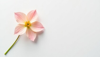 Wall Mural - Isolated delicate flower on white, pure aesthetic, elegant, beauty