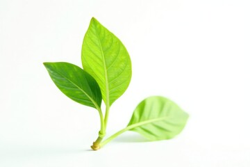 Wall Mural - Single sprout, vibrant green leaves, pure white background, simple, seedling