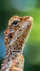 Poster - Close-up shot of a lizard's head with blurred background.
