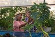 © APchanel - Elder Woman and Young farmer are joyfully interacting in lush garden,  inside greenhouse possibly kale of sustainable living practices and the fulfillment comes from nurturing plants and relation.