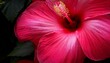 © Cristina - red pink hibiscus flower background pink hibiskus petals texture bright red hibiscus blossom close up macro red full bloom background banner viva magenta color