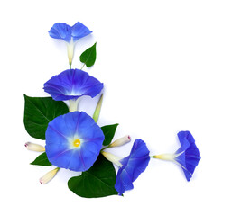Wall Mural - blue flowers ipomoea ( bindweed, moonflower, morning glories ) on a white background with space for 