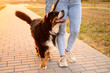 © GRON777 - Woman strolls along sidewalk walking her Bernese Mountain Dog on leash at sunset, enjoying fresh air and time spent together, petting her pet. Professional dog walker, dog sitter,