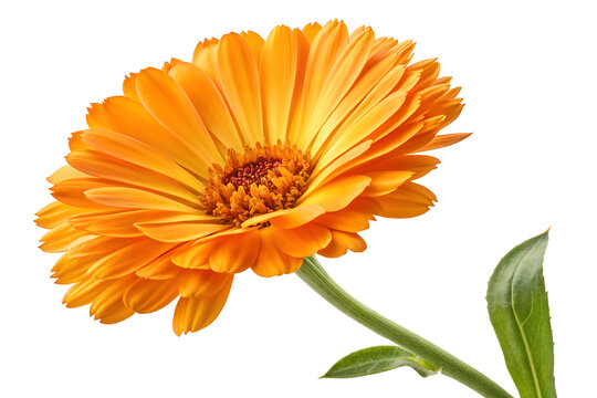 Calendula