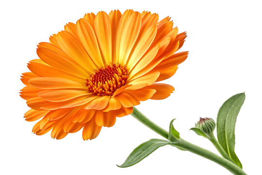 Calendula