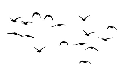Wall Mural - flock of birds silhouette isolated on transparent clear background