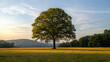© artzone - Solitary Tree At Sunrise In A Golden Field