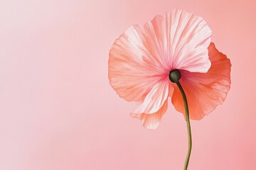Wall Mural - delicate peach-toned poppy flower against a soft pink backdrop.