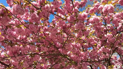 Aufkleber - Sakura Cherry blossoming background. Wonderful scenic park with  cherry sakura tree in spring. Pink flowers of cherry tree. 