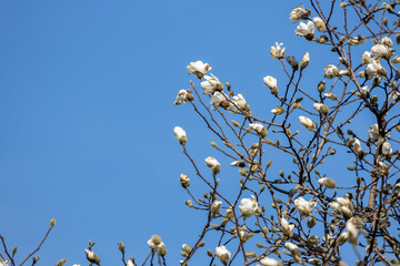 Wall Mural - Full frame texture background of emerging white flower blossoms on a magnolia tree in early spring, with blue sky