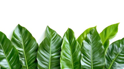 Exotic tropical leaves forming an elegant border, lush green textures, white background