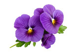 Vibrant purple pansy flowers with striking yellow centers create a lovely floral arrangement ideal for spring decorations and garden displays