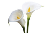 Elegant white calla lilies in a close-up display showcasing intricate details of petals and vibrant yellow stamens, symbolizing purity and beauty during a serene afternoon