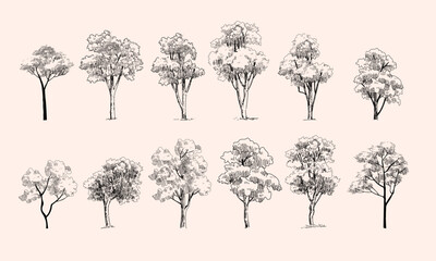set od trees line drawing vector illustration. trees elements outline symbolo for architecture and n
