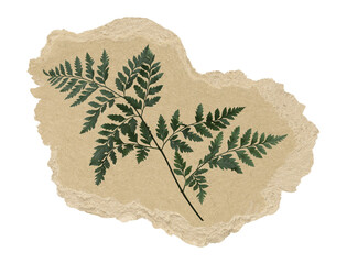 Wall Mural - aesthetic leaf branch png sticker, ripped paper, transparent background