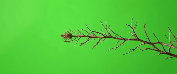 A bare Christmas tree branch against a solid green backdrop, holiday season, decoration