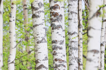Wall Mural - spring birch forest with young leaves, abstract background of nature