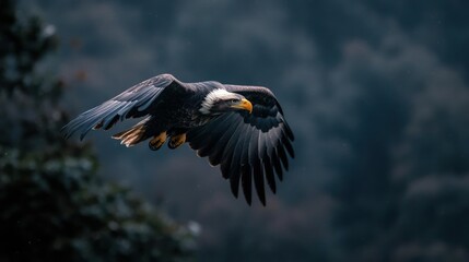 Poster - Majestic bald eagle in mid-flight, dark feathers contrasting with its white head and yellow beak. Captured in a moment of flight against a dark, blurred forest background, it creates a sense of power