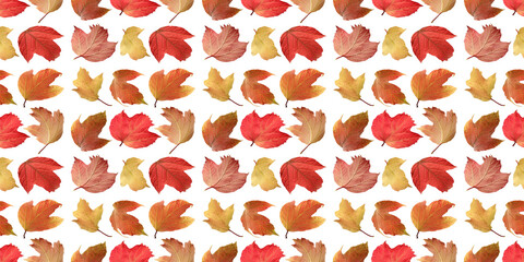 Wall Mural - colorful autumn leaves seamless pattern on white background