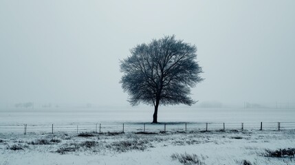 Poster - Single black tree in a white snowy field under a pale