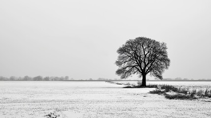 Poster - Single black tree in a white snowy field under a pale