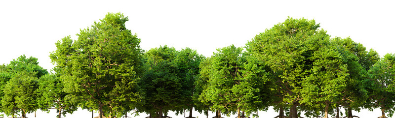 Row of trees in a grassy field on white transparent background. 3D rendering illustration