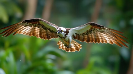 Aufkleber - A detailed shot of a light brown and white hawk with speckled wings, flying against a green leafy background. The bird is captured mid-flight, with its wings spread wide, showcasing the intricate