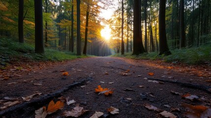 Aufkleber - Captured at a low angle, the image showcases a vibrant autumn forest. A path covered in fallen leaves leads into the woods, where sunlight pierces through the trees, creating a warm glow. The forest