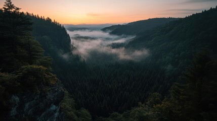 Poster - A scenic view of a dense, green forest valley filled with fog under a pastel sky at dusk. The image captures the serene atmosphere of the natural landscape with a detailed foreground of foliage and