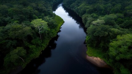Poster - Aerial view of a dark river winding through a dense, lush green forest under natural lighting. The river reflects the sky, creating a stark contrast with the surrounding vegetation