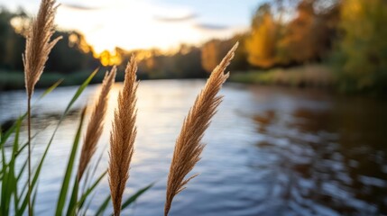 Aufkleber - Close-up shot of wheat-like plant in focus on a blurred background. The background shows a body of water, and an area of forest against a sunset sky. Golden light illuminates the scene
