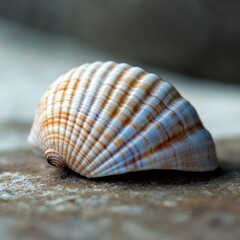 Poster - Close-up shot of a seashell featuring alternating white and orange stripes. The shell rests on a textured gray surface, softly lit to highlight its contours and delicate patterns