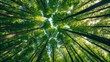 © Platon - Looking directly up into a lush forest canopy, with tall trees reaching towards a bright sky filtered through dense green leaves