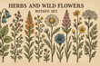 © Настя Шевчук - Vintage herbal engravings of wild flowers and herbs for botanical design and decoration