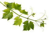 A vibrant grapevine branch showcasing the fresh, new growth of spring, with bright green leaves and delicate tendrils against a pure white background.