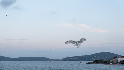 Fototapete - Majestic seagull gliding over Bosphorus waters during a serene twilight moment
