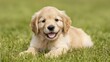 © 路加 石 - Happy puppy resting in grass - Pure joy and carefree moments in nature
