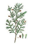 Thuja occidentalis, Abendländischer Lebensbaum, Nutzpflanze, Heilpflanze