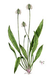 Plantago lanceolata, Spitzwegerich, Heilpflanze, Naturheilkunde