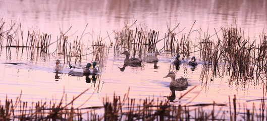 Wall Mural - Morning swim of a flock of wild ducks among the reeds...