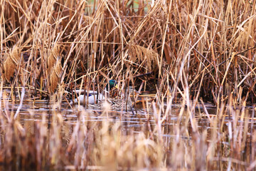 Wall Mural - A pair of wild ducks are hiding among the reeds...