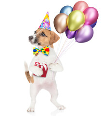 Poster - Happy jack russell terrier puppy wearing party cap holds gift box and balloons and looks away and up on empty space. isolated on white background