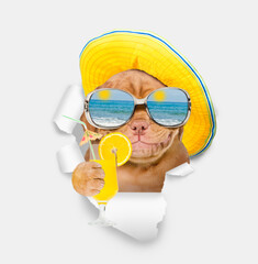 Leinwandbilder - Smiling Mastiff puppy wearing  summer hat and mirrored sunglasses looking through the hole in white paper and holding tropic cocktail