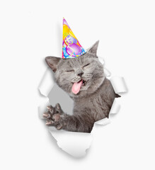 Leinwandbilder - Crazy cat with tongue out wearing party cap looking through a hole in white paper