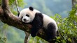 © Adel - Panda Cub Resting on Branch