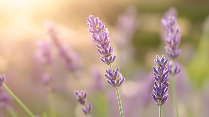 Poster - Blooming Lavender Flowers in Natural Light Creating a Serene and Peaceful Atmosphere : Generative AI