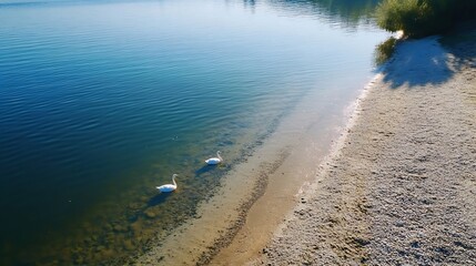 Aufkleber - Two Swans Swimming Gracefully in a Lucid Lake Under Clear Sky : Generative AI